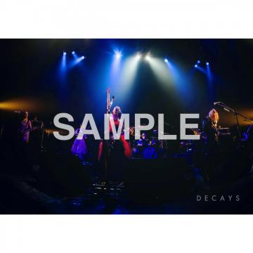 DECAYS 公式ライブフォト 2017年1月4日@赤坂BLITZ #4
